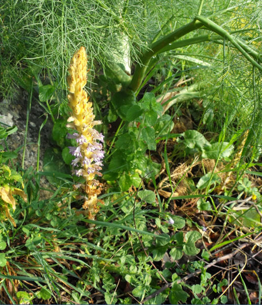 Orobanche schultzii / Succiamele di Schultz